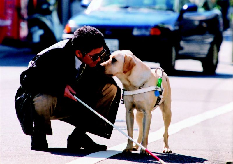 Quill chú chó dẫn đường